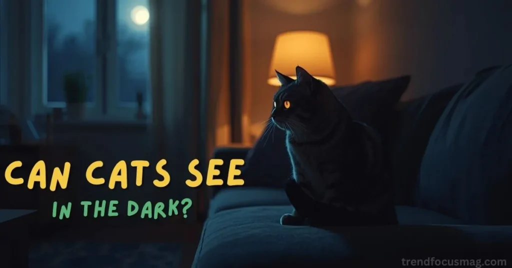 Can Cats See in the Dark?